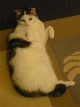 未だ未完成。