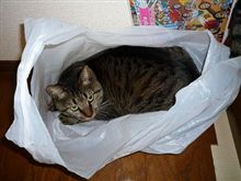 私いくらなら買います？(//∇//) テレテレ 