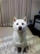 【くんくん】　お犬様のご詮議ですよ。　【ふんふん】