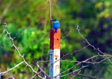 バンコク近郊での鳥撮る