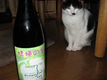 桔梗の里