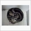ねこごと３