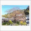 河津桜開花情報！！！