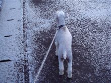 こちらも雪が降りました。
