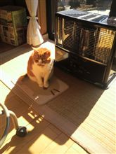 さぼり癖が…(汗)