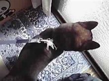 リボン･･･ねぇ･･･