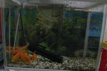 我が家の金魚たち