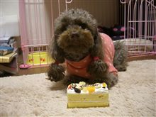 バニラ8歳の誕生日