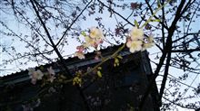桜発見！！