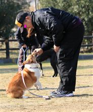 ＢＩＧＤＯＧ杯に向けて今日も訓練に行ってきました。
