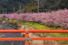 さくら。。