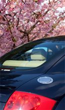 河津の桜