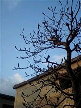 花芽