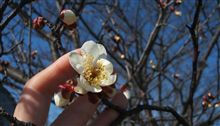Plum Tree Plum Tree
