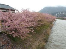 河津桜