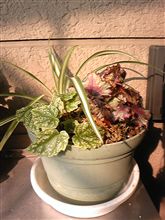ベゴニア　寄せ植え