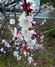春ですねぇ