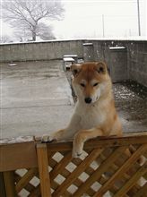 明日は夕方から雪？！
