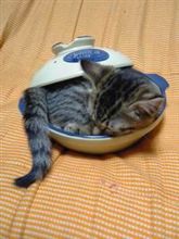 ё眠たいにゃんこёSP動画wwwё