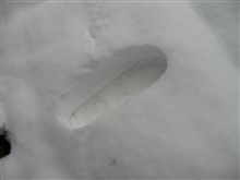 【雪】が・・・。