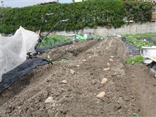 ジャガイモ　植えつけ完了！