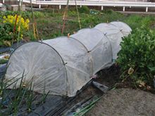 枝豆・・種蒔き完了