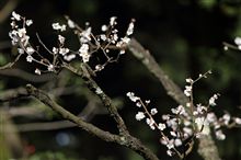 兼六園の梅見