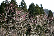 樹木公園の梅見　&#39;10