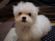 まっしろしろすけ