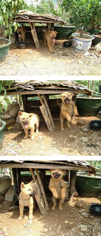 暇な時の 拾い画像ネタ 犬編 紅いヘムタイ のブログ we alter us みんカラ 暇な時の 拾い画像ネタ 犬編 紅いヘムタイ のブログ we alter us みんカラ