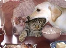 定例オフ会、昼の部は・・・。 
