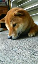 我慢できない