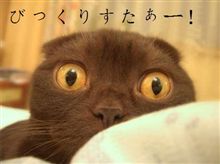 恋するカレン♪／にゃんこё