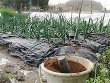 早生　タマネギ　晩生タマネギ　追肥完了しました！