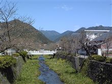 一の坂川の桜♪ 一の坂川の桜♪