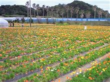 ポピー摘みひろば