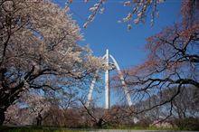 2010　桜初め