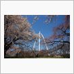 2010　桜初め