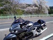 しだれ桜！？お疲れちゃん・・・滝汗
