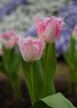 色も姿も・・・・・