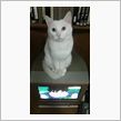 猫好きの皆さん