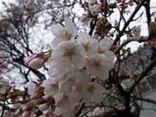 出花を、