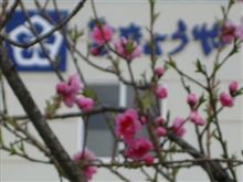工場見学　「信玄餅の桔梗屋」(アウトレット）