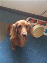 くま家のワンコのワザ くま家のワンコのワザ