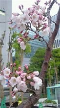 さくら