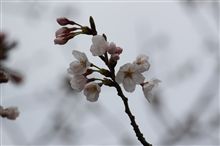 開花ツアー（みんカナ桜ツアー）に参加しました♪