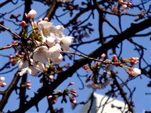 咲く所には咲いていた桜・・・みなとみらい