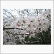 2010年桜の陣