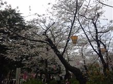 お花見なう お花見なう