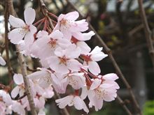 西林寺とアンチョビ